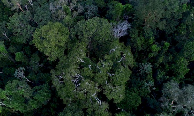 Economia BNDES anuncia entidades escolhidas para recuperar floresta amazônica